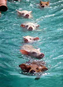 Pigs compete at Hefei China competition